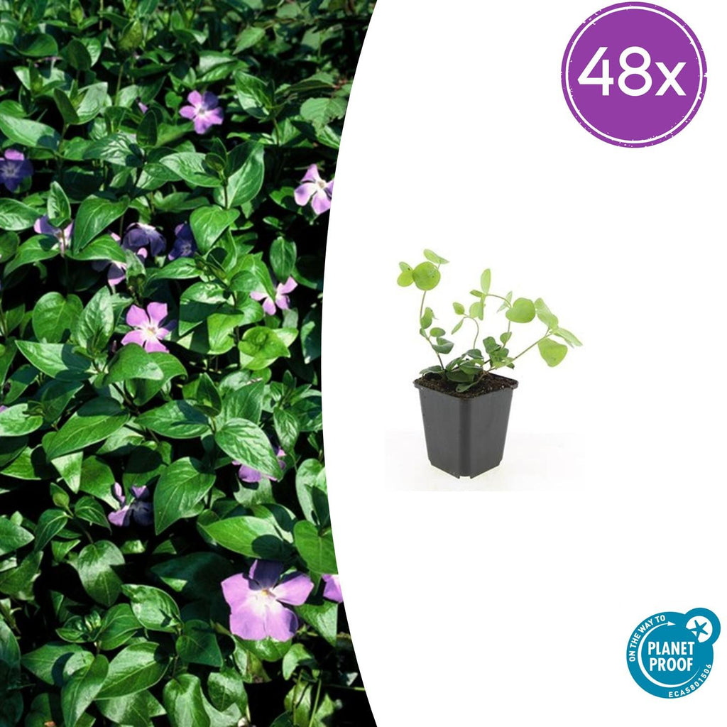 48x Vinca major - ↕10-25cm - Ø9cm