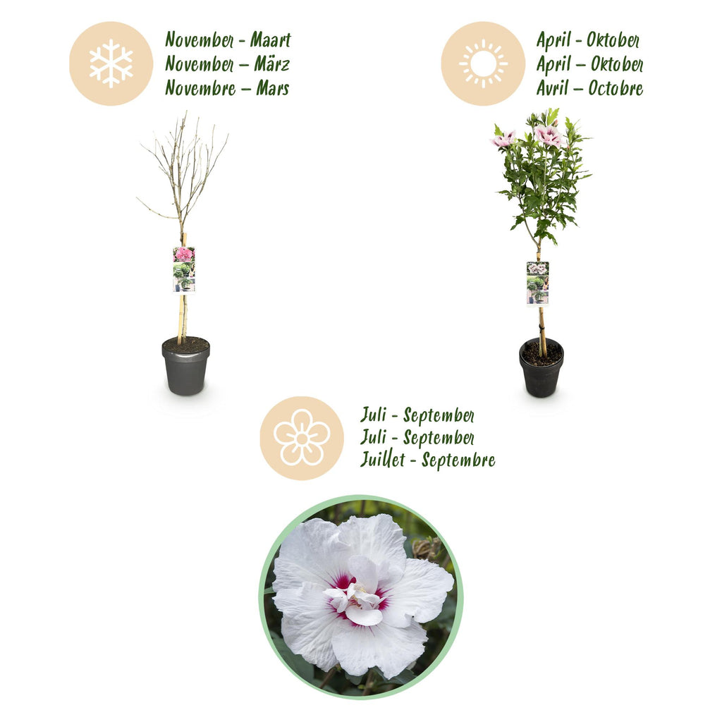GreenboutiQ - Plante sur Tige - Hibiscus syriacus Starburst Chiffon® - Plante de Terrasse - Feuilles Caduques - Résistant à l'Hiver - Fleur Blanc-Rose - Pot 19cm Hauteur 90cm