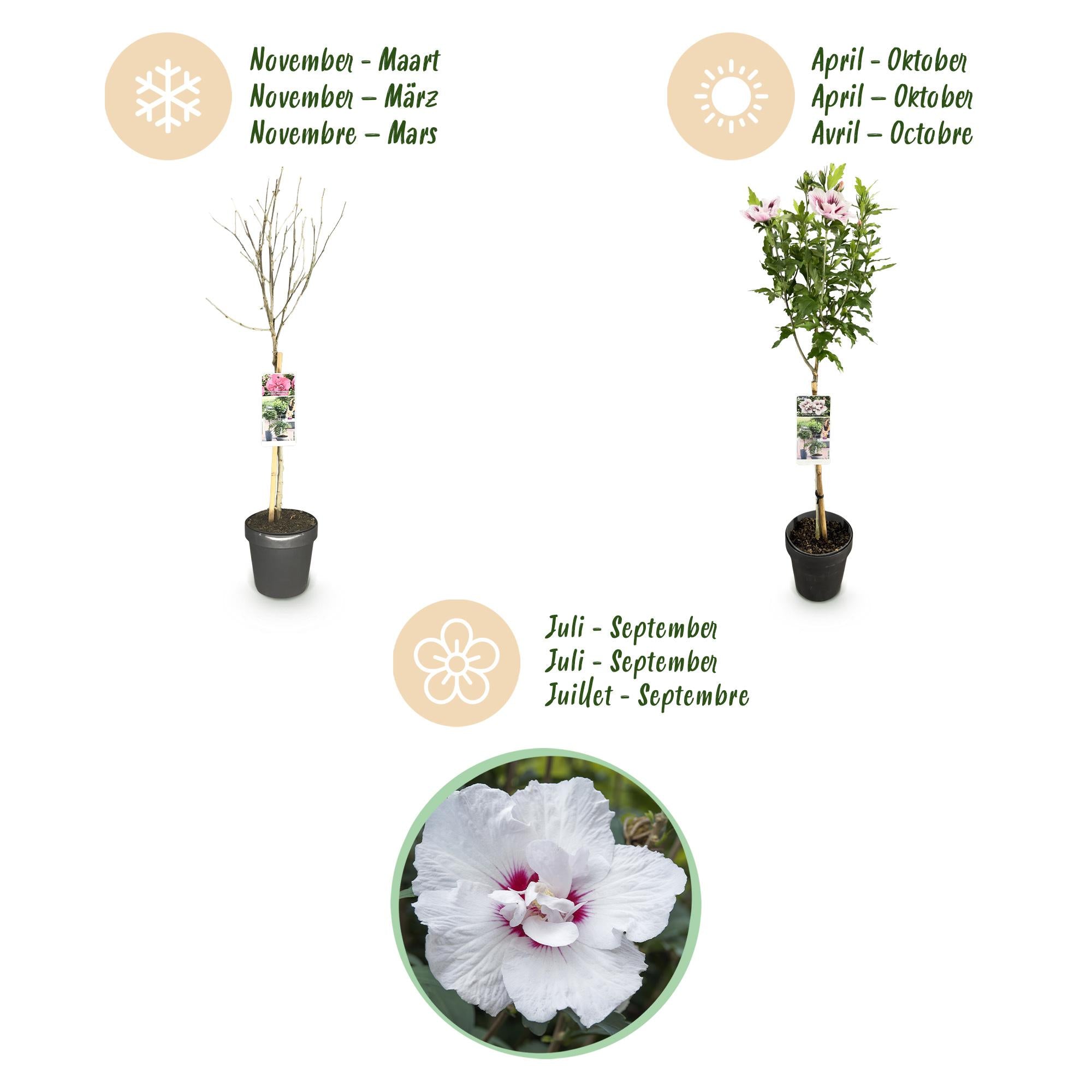 GreenboutiQ - Plante sur Tige - Hibiscus syriacus Starburst Chiffon® - Plante de Terrasse - Feuilles Caduques - Résistant à l'Hiver - Fleur Blanc-Rose - Pot 19cm Hauteur 90cm