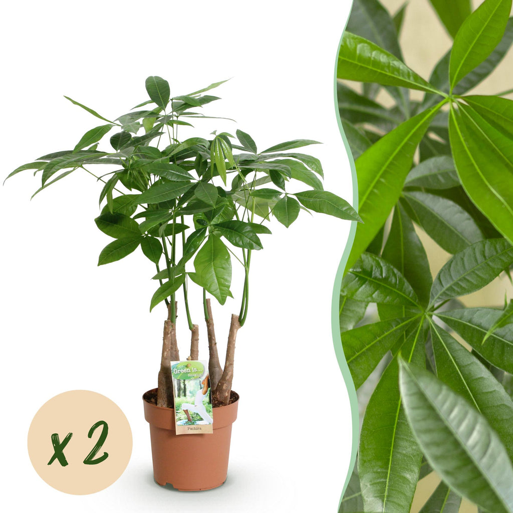 Green BoutiQ - Green is... Kamerplanten - Pachira Aquatica multi stam - Geldboom - Weinig onderhoud - Groen - 2 Planten - Pot 17cm - Hoogte 50-55cm