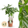 Green BoutiQ - Green is... Kamerplanten - Pachira Aquatica multi stam - Geldboom - Weinig onderhoud - Groen - 2 Planten - Pot 17cm - Hoogte 50-55cm
