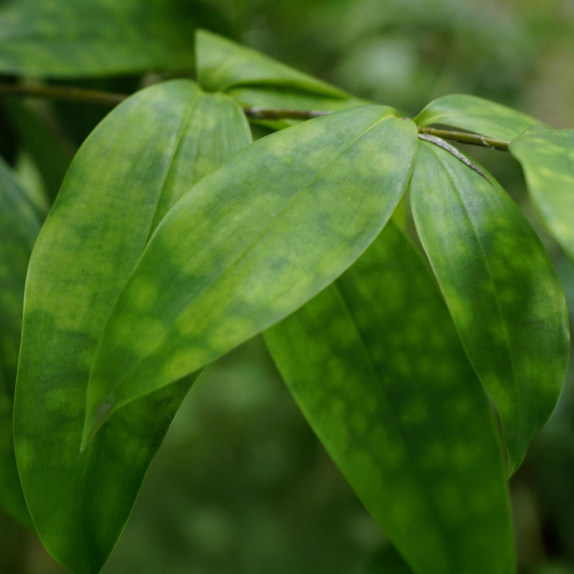 Green BoutiQ - Green is... Kamerplanten - Dracaena surculosa - Drakenbloedboom - Weinig onderhoud - Groen - 2 Planten - Pot 17cm - Hoogte 60-70cm