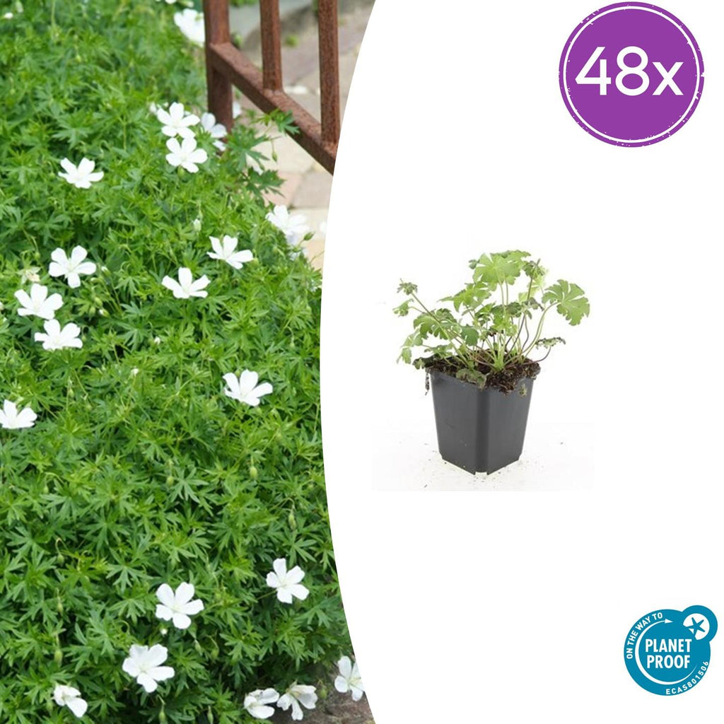 48x Geranium sang. 'Album' - ↕10-25cm - Ø9cm