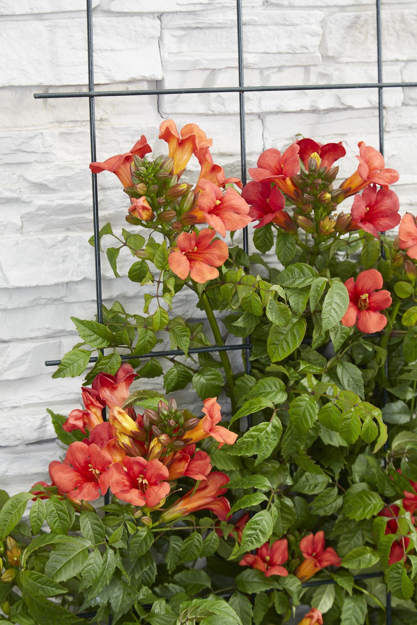2x - Campsis Summer Jazz 'Fire Trumpet' - ↨65cm - Ø15