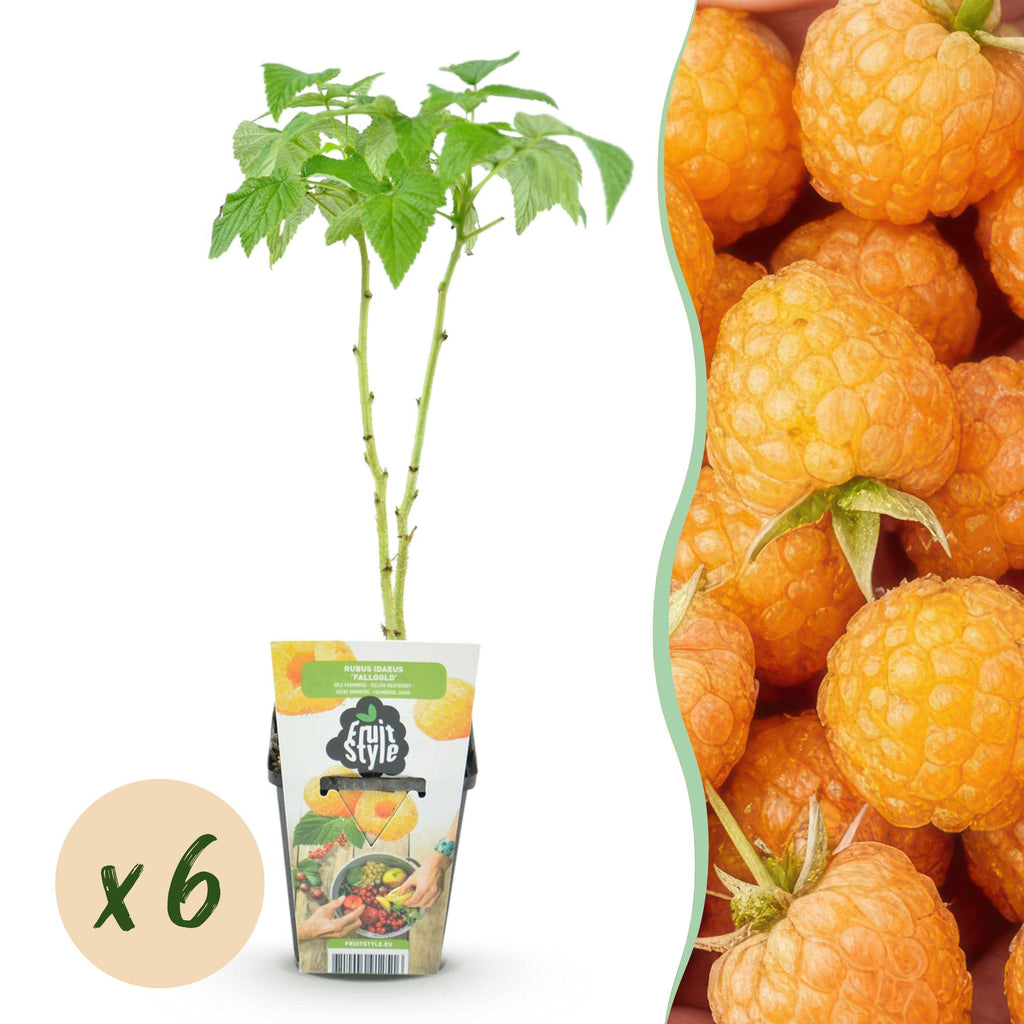 Green boutiQ - Fruitplanten - Framboos - Rubus idaeus Fallgold - Winterhard - 6 Planten - Pot 9 cm - Gele Framboos