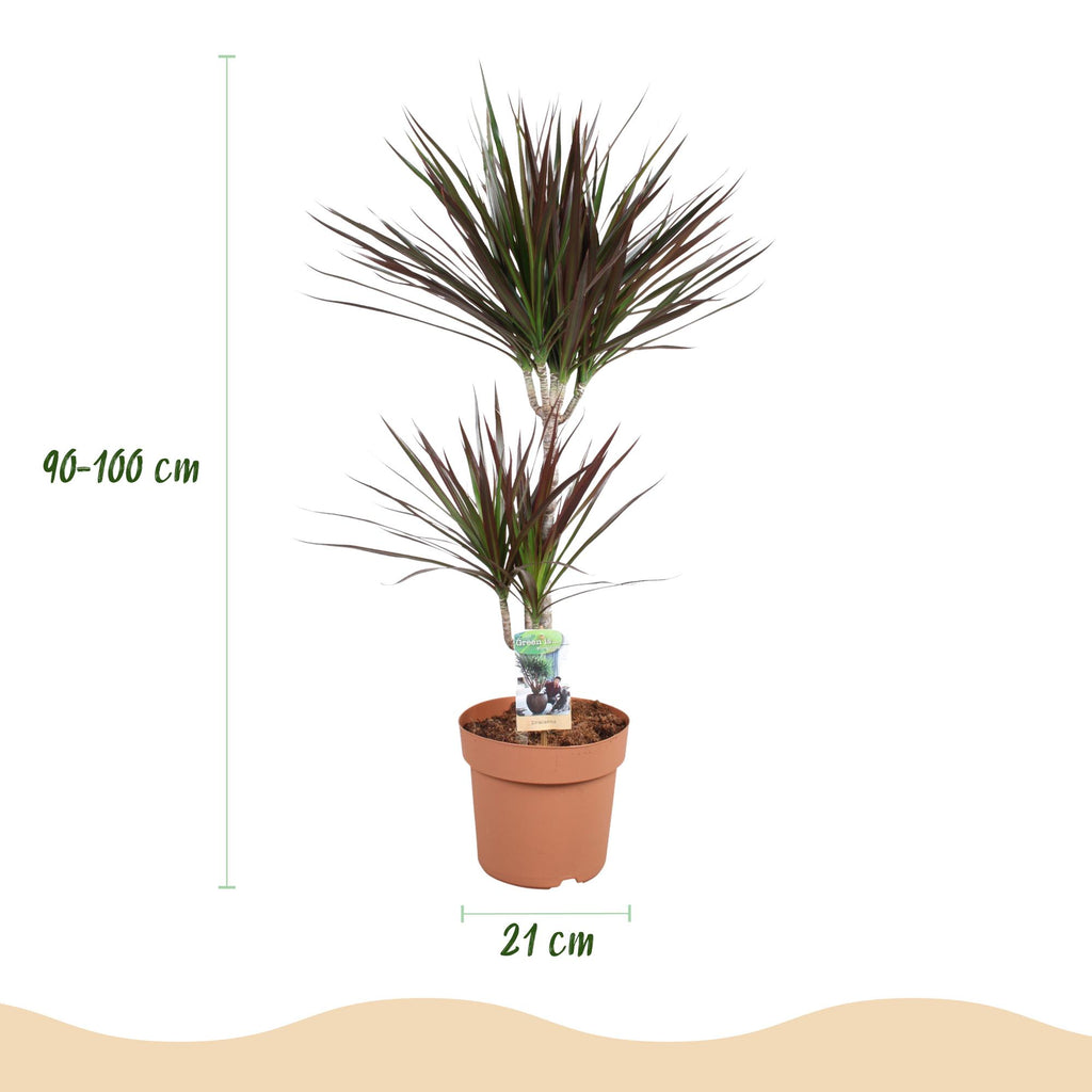 Green BoutiQ - Kamerplanten - Dracaena Magenta - Drakenbloedboom - Weinig onderhoud - Groen - 1 Plant - met Potter Grijs - Pot 21cm - Hoogte 90-100cm
