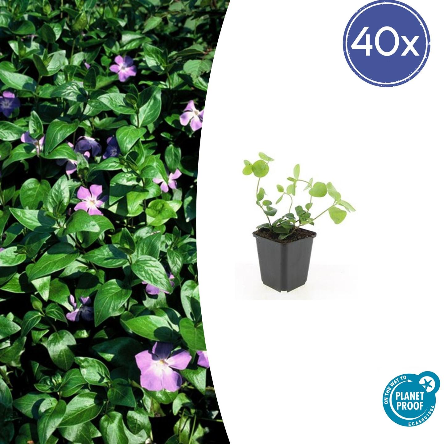40x Vinca major - ↕10-25cm - Ø9cm