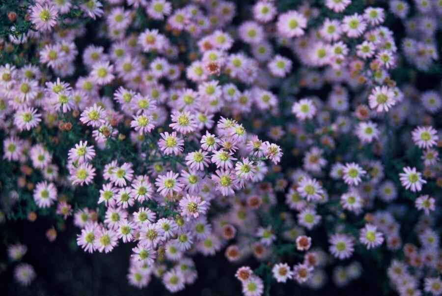 40x Aster ageratoides 'Stardust' - ↕10-25cm - Ø9cm