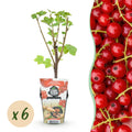 Green boutiQ - Fruitplanten - Rode Bes - Ribes rubrum Jonkheer van Tets  - Winterhard - 6 Planten - Pot 9 cm - Rode Bes