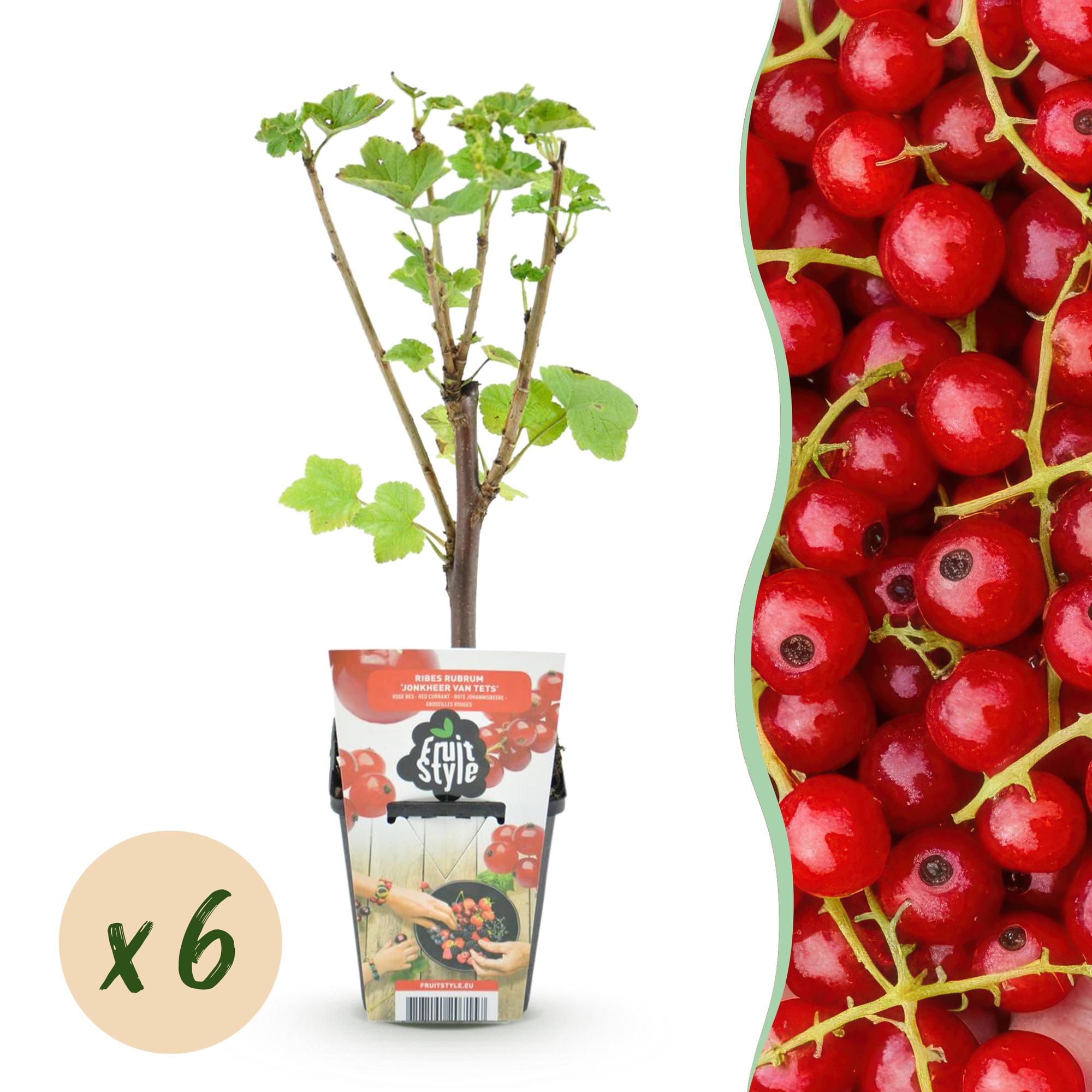 Green boutiQ - Fruitplanten - Rode Bes - Ribes rubrum Jonkheer van Tets  - Winterhard - 6 Planten - Pot 9 cm - Rode Bes