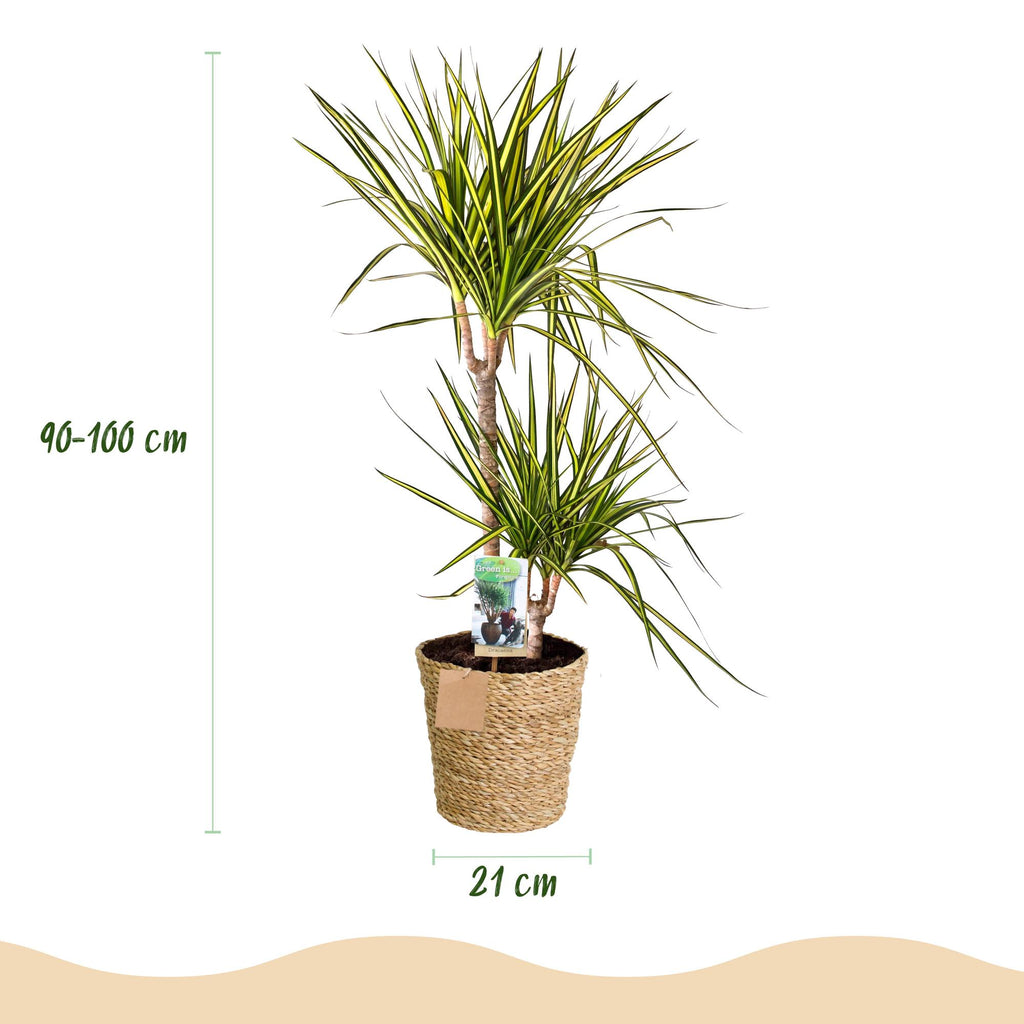 Green BoutiQ - Green is... Kamerplanten - Dracaena Sunray - Drakenbloedboom - Weinig onderhoud - met mand - Groen - 1 Plant - Pot 21cm - Hoogte 90-100cm