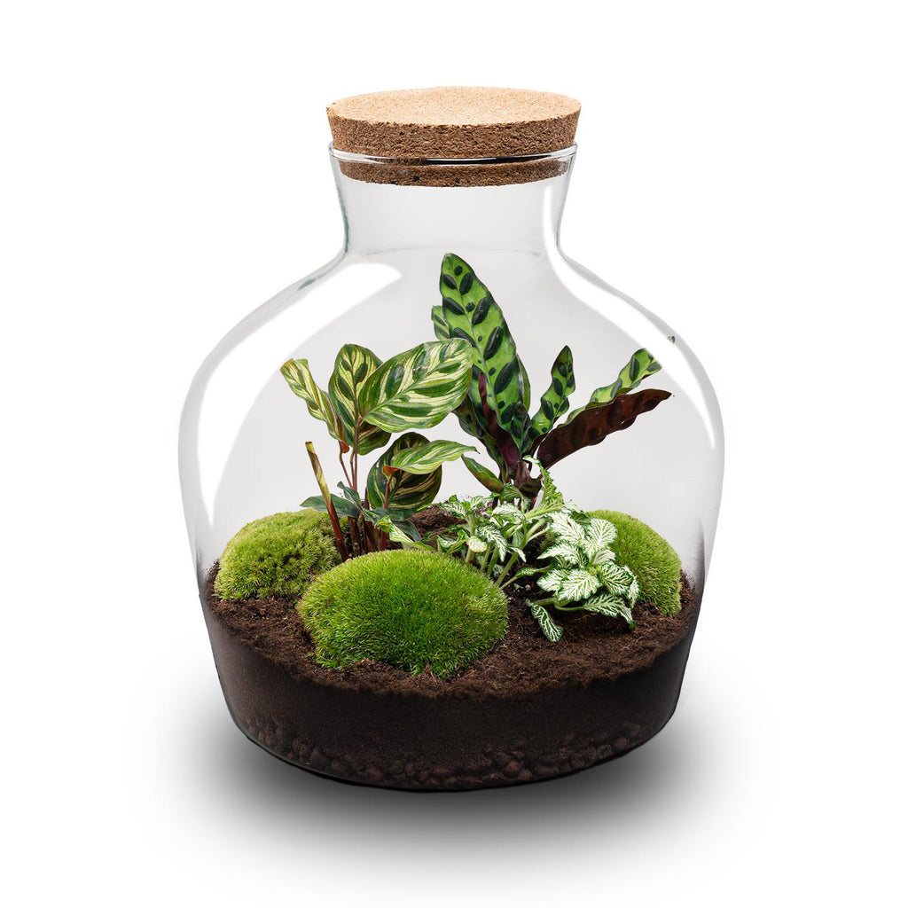 DIY Planten terrarium met licht -  Fat Joe - Ø 29 cm ↑ 30 cm - No tools