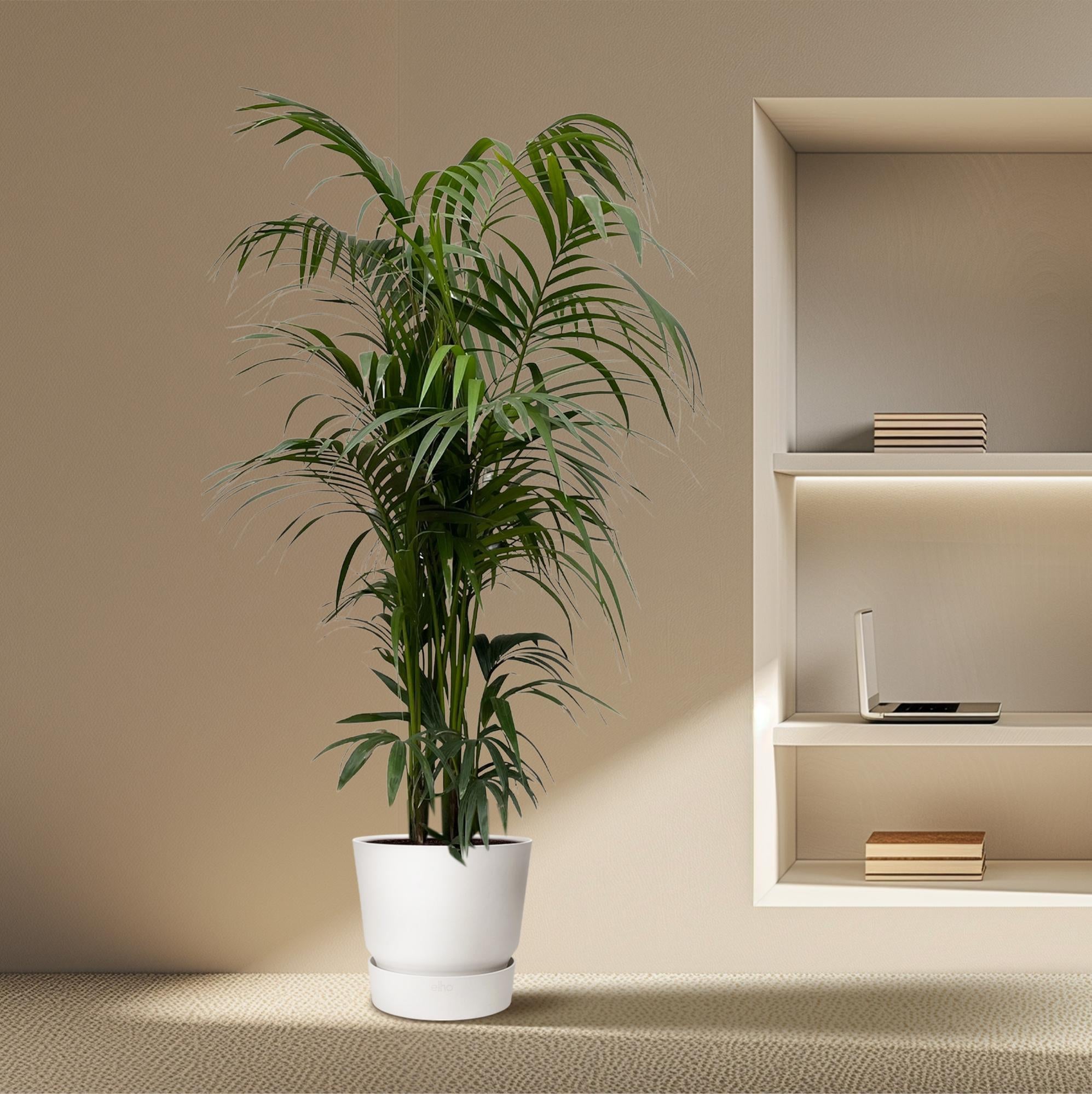 Kentia palm - 220 cm - ø38