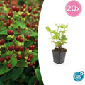 20x Hypericum inodorum 'Beauty' - ↕10-25cm - Ø9cm