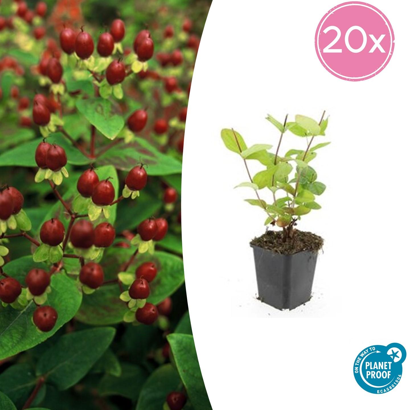 20x Hypericum inodorum 'Beauty' - ↕10-25cm - Ø9cm