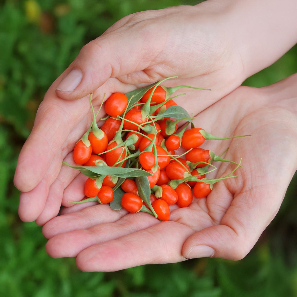 Green boutiQ - Fruitplanten - Goijbes - Lycium Barbarum - Winterhard - 6 Planten - Pot 9 cm - Oranje - Rode Vrucht