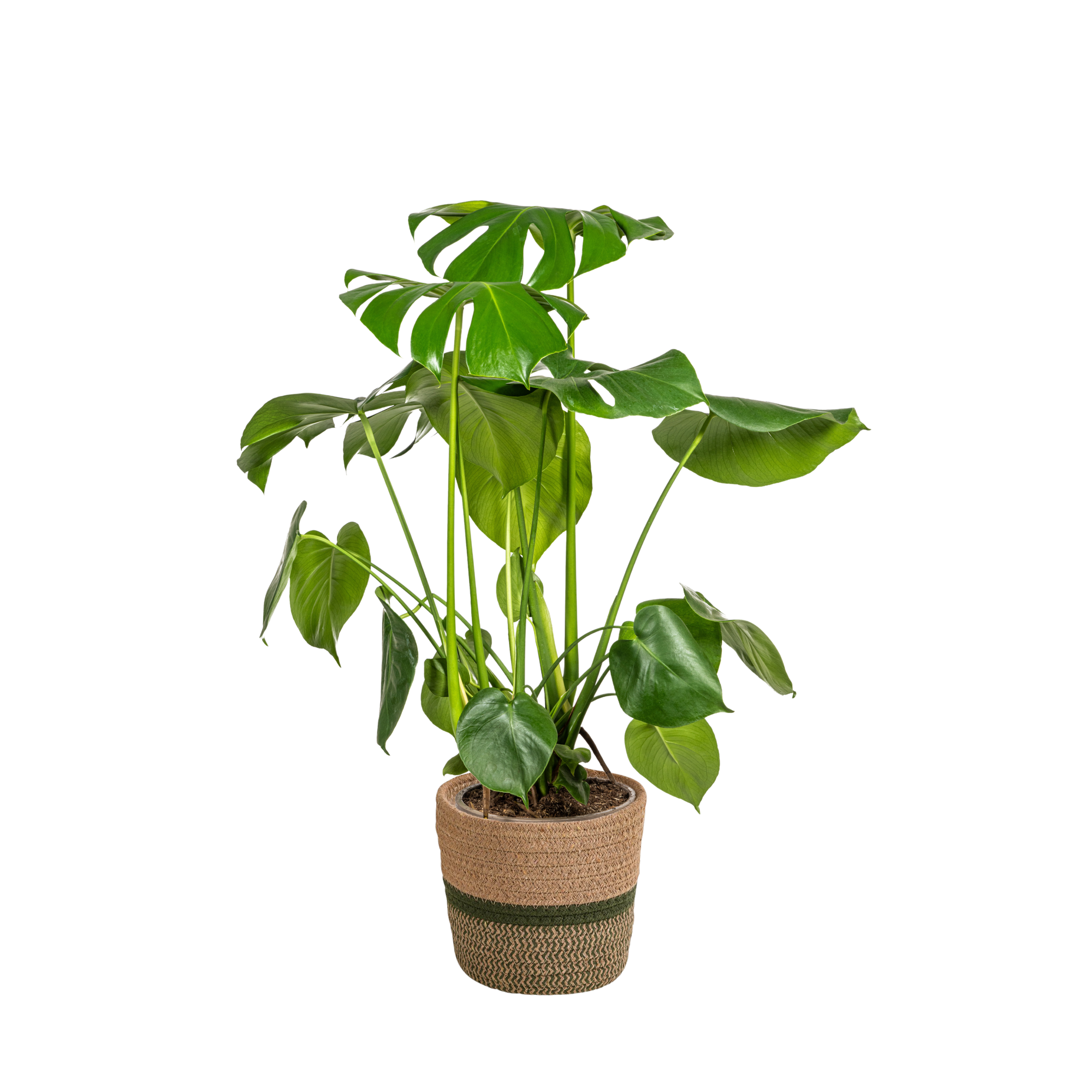 Monstera Deliciosa Tauerii met mand Ø21cm - ↕70 - 90cm