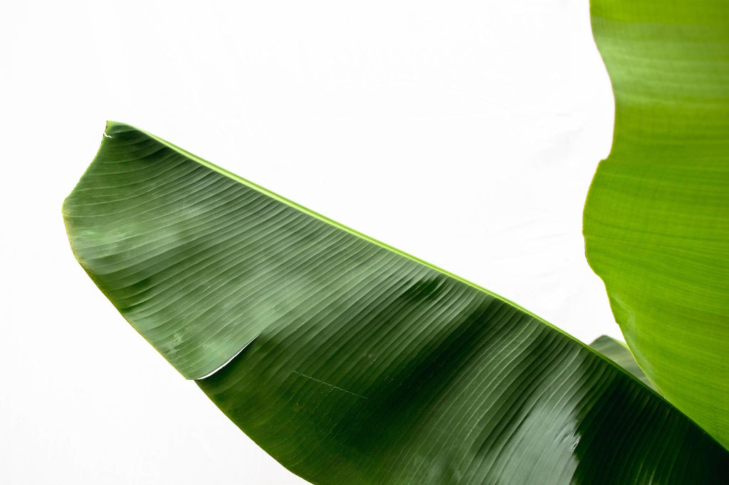 Bananenplant (Musa) - 180cm - Ø30-35