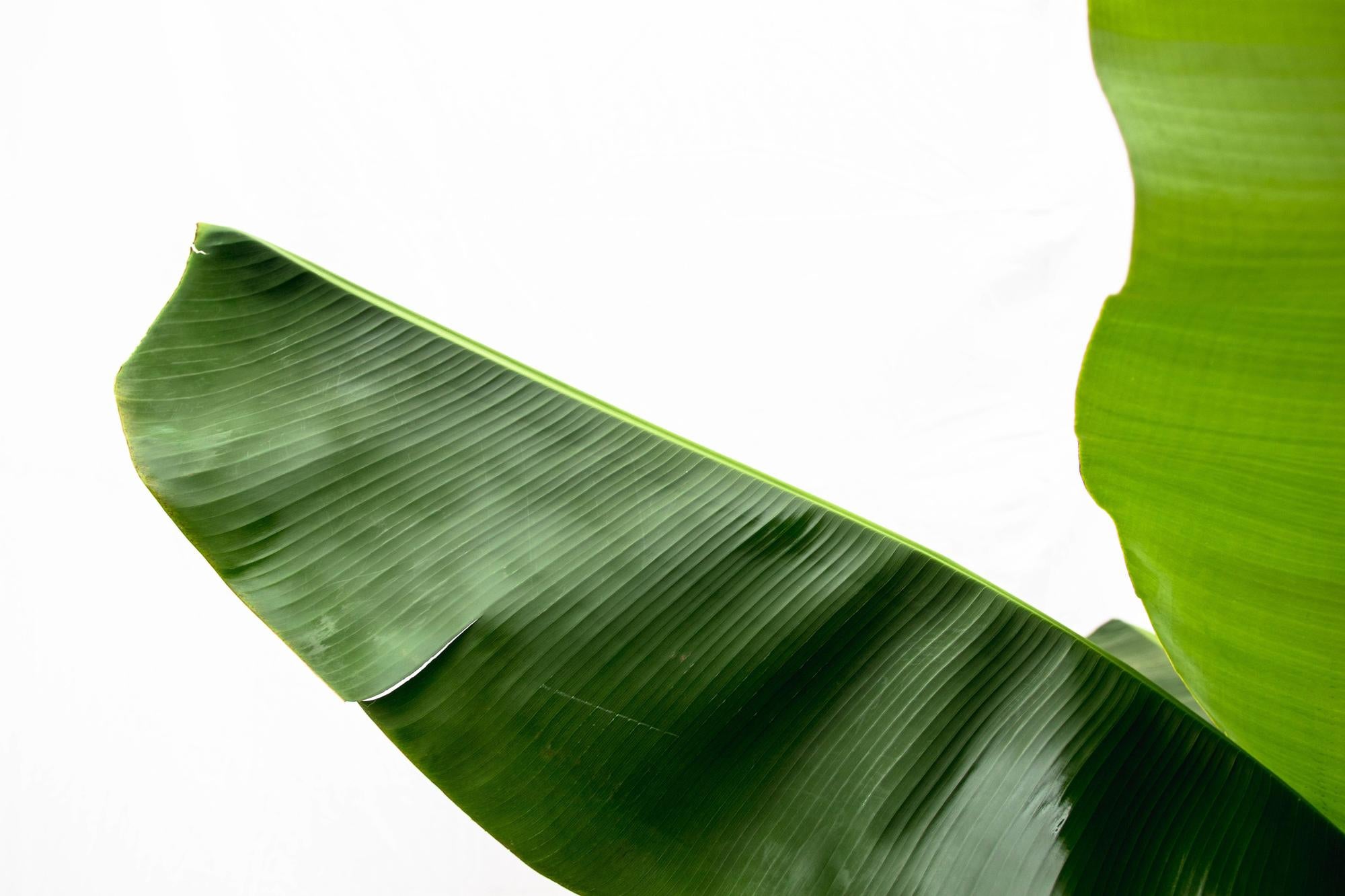 Bananenplant (Musa) - 180cm - Ø30-35