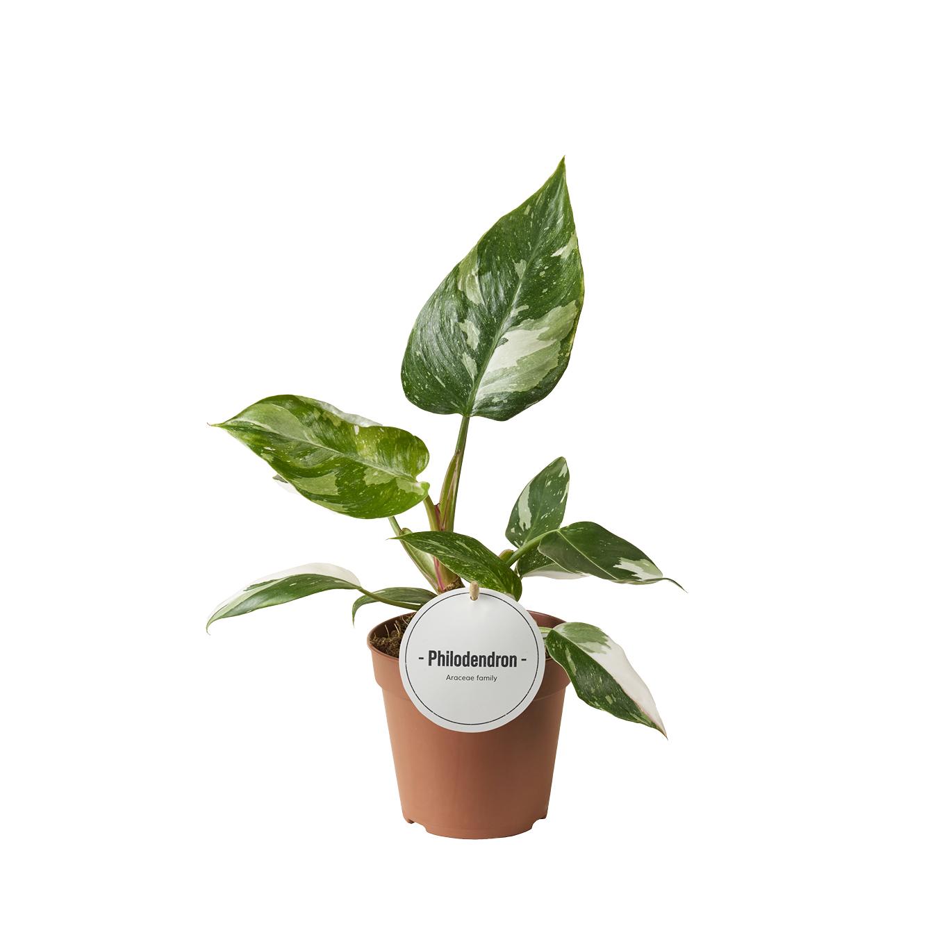 Philodendron White Princess - Ø12cm - ↕30cm