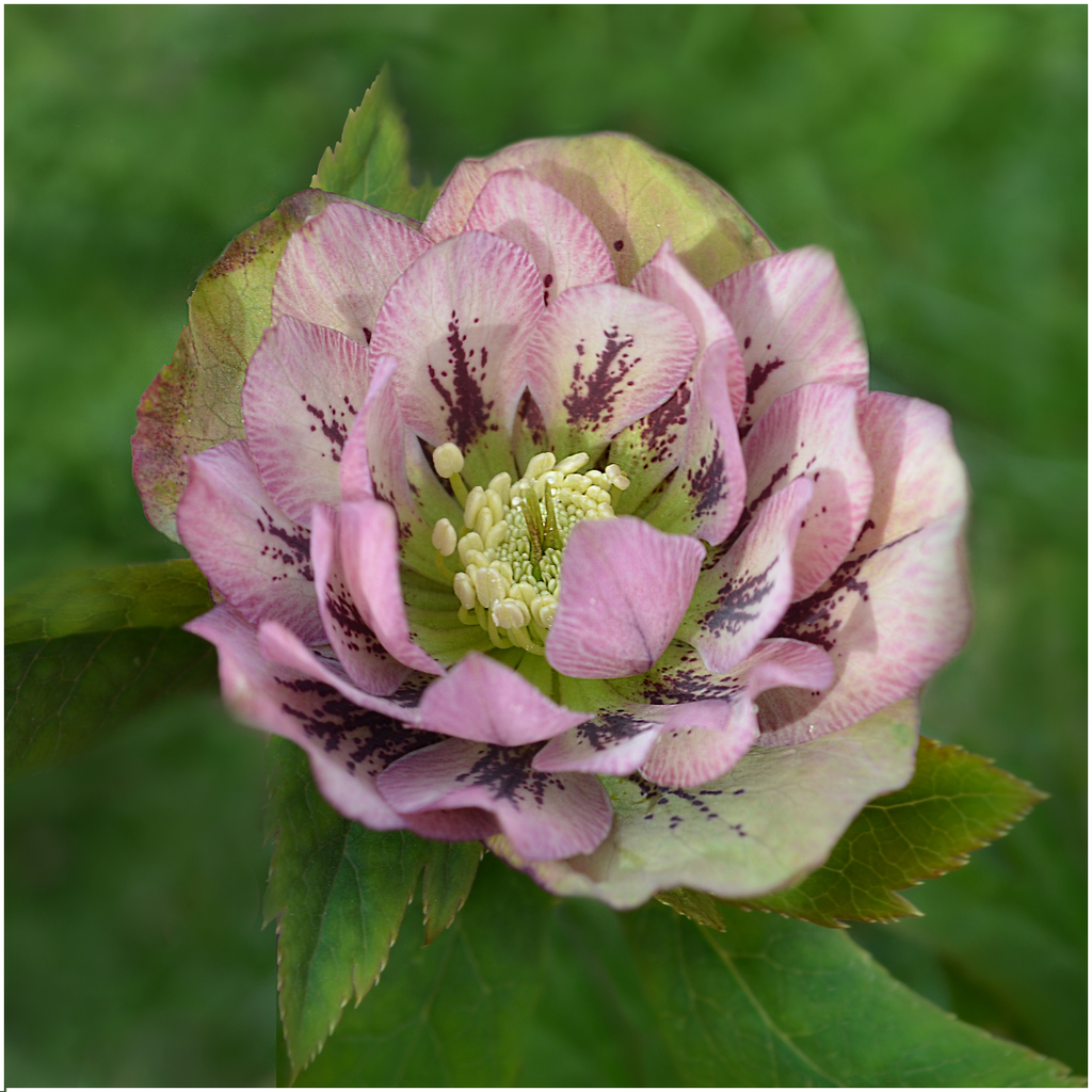Helleborus Specials - 3 x Ø 14 cm - ↨ 25 cm