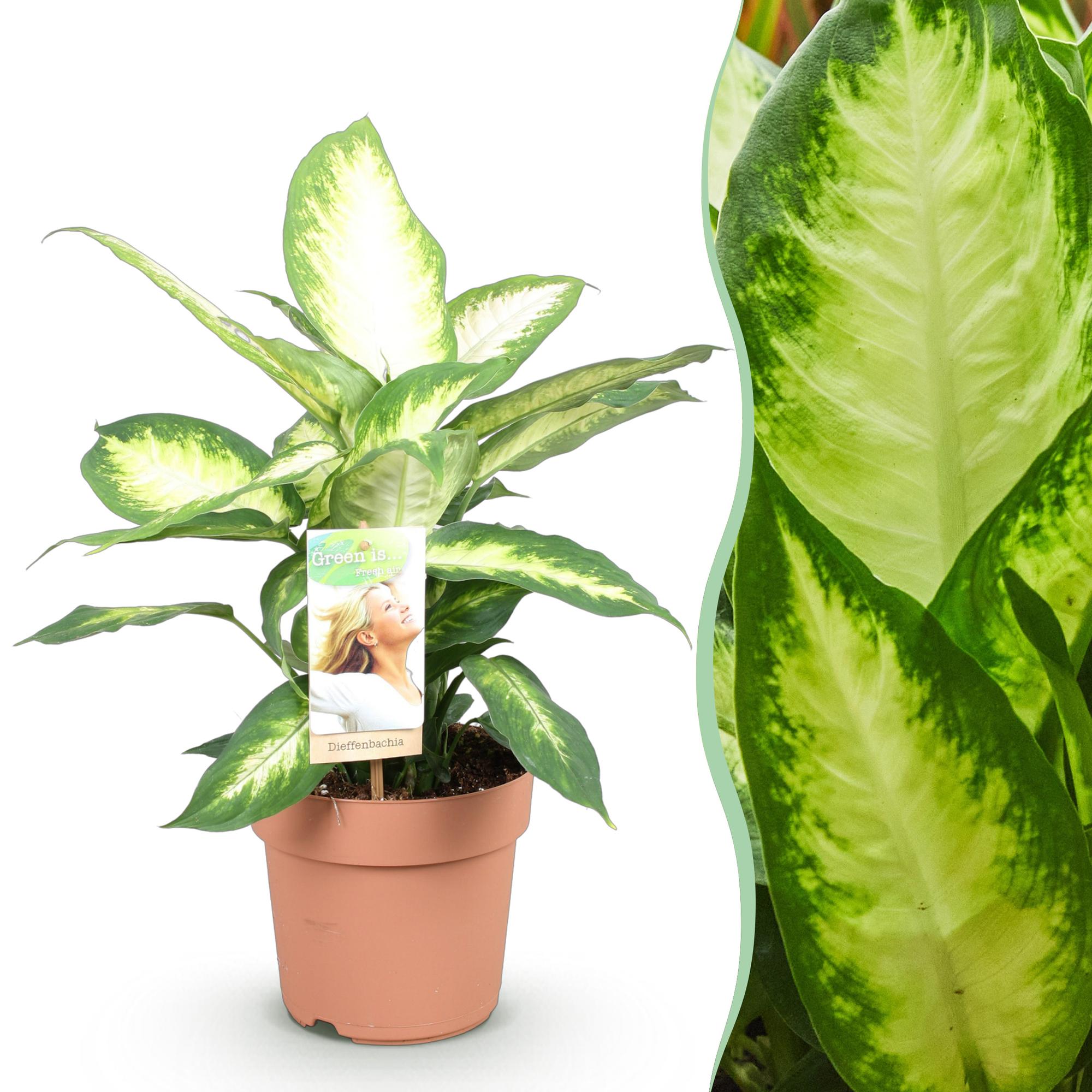 Green BoutiQ - Green is... Kamerplanten - Diefenbachia Camilla - Dieffenbachia - Weinig onderhoud - Groen - 1 Plant - Pot 17cm - Hoogte 45-50cm