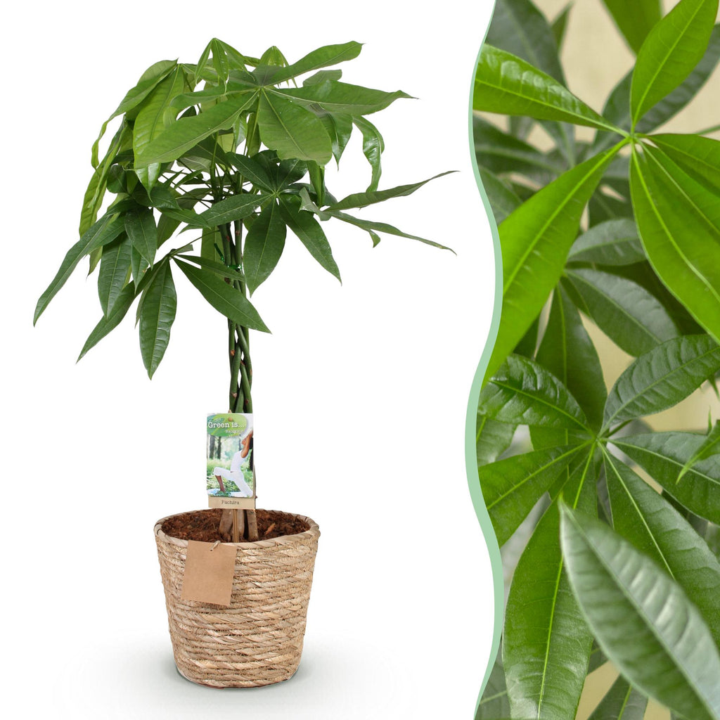 Green BoutiQ - Green is... Kamerplanten - Pachira Aquatica gevlochten stam - Geldboom - Weinig onderhoud - met mand - Groen - 1 Plant - Pot 21cm - Hoogte 80-90cm
