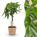 Green BoutiQ - Green is... Kamerplanten - Pachira Aquatica gevlochten stam - Geldboom - Weinig onderhoud - met mand - Groen - 1 Plant - Pot 21cm - Hoogte 80-90cm