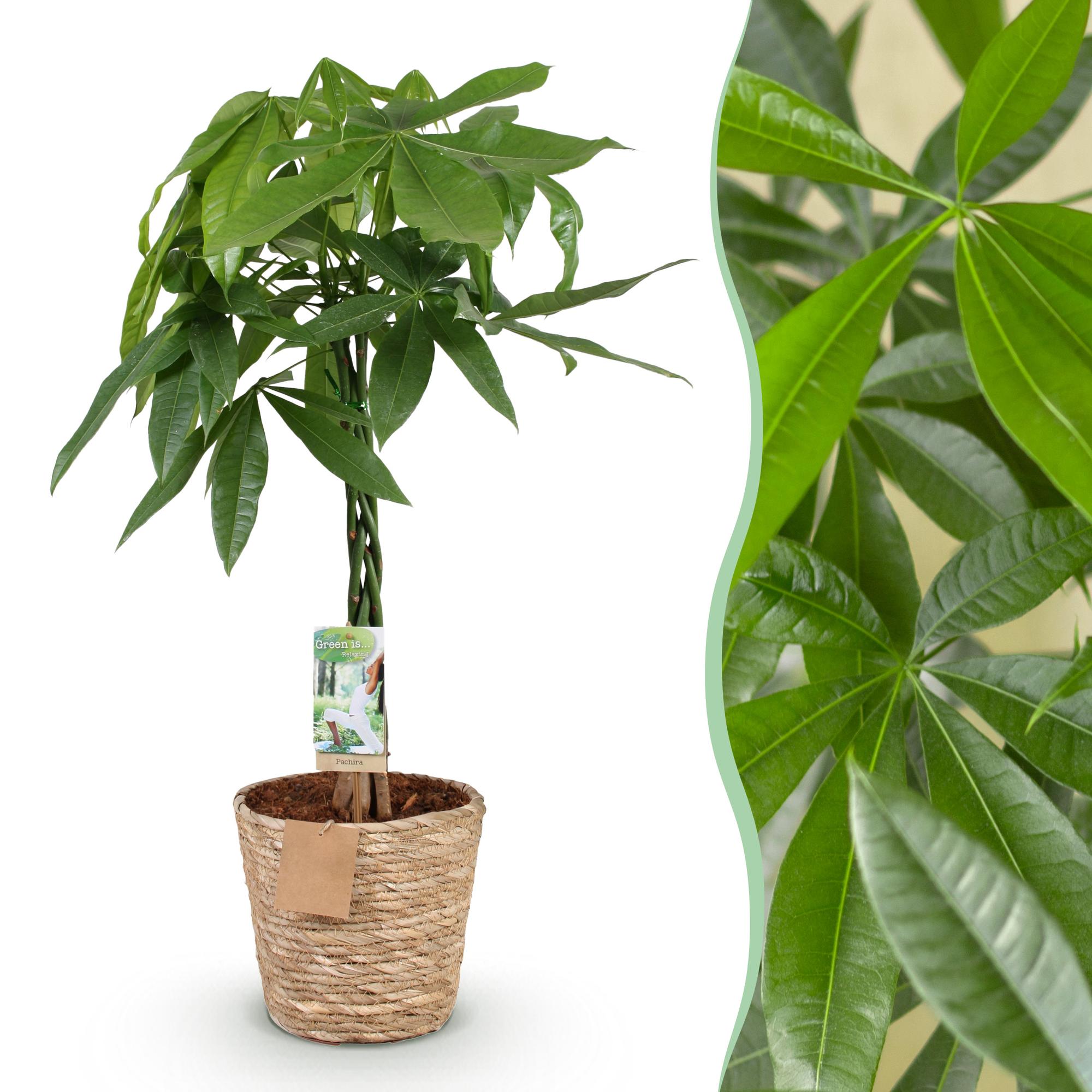 Green BoutiQ - Green is... Kamerplanten - Pachira Aquatica gevlochten stam - Geldboom - Weinig onderhoud - met mand - Groen - 1 Plant - Pot 21cm - Hoogte 80-90cm