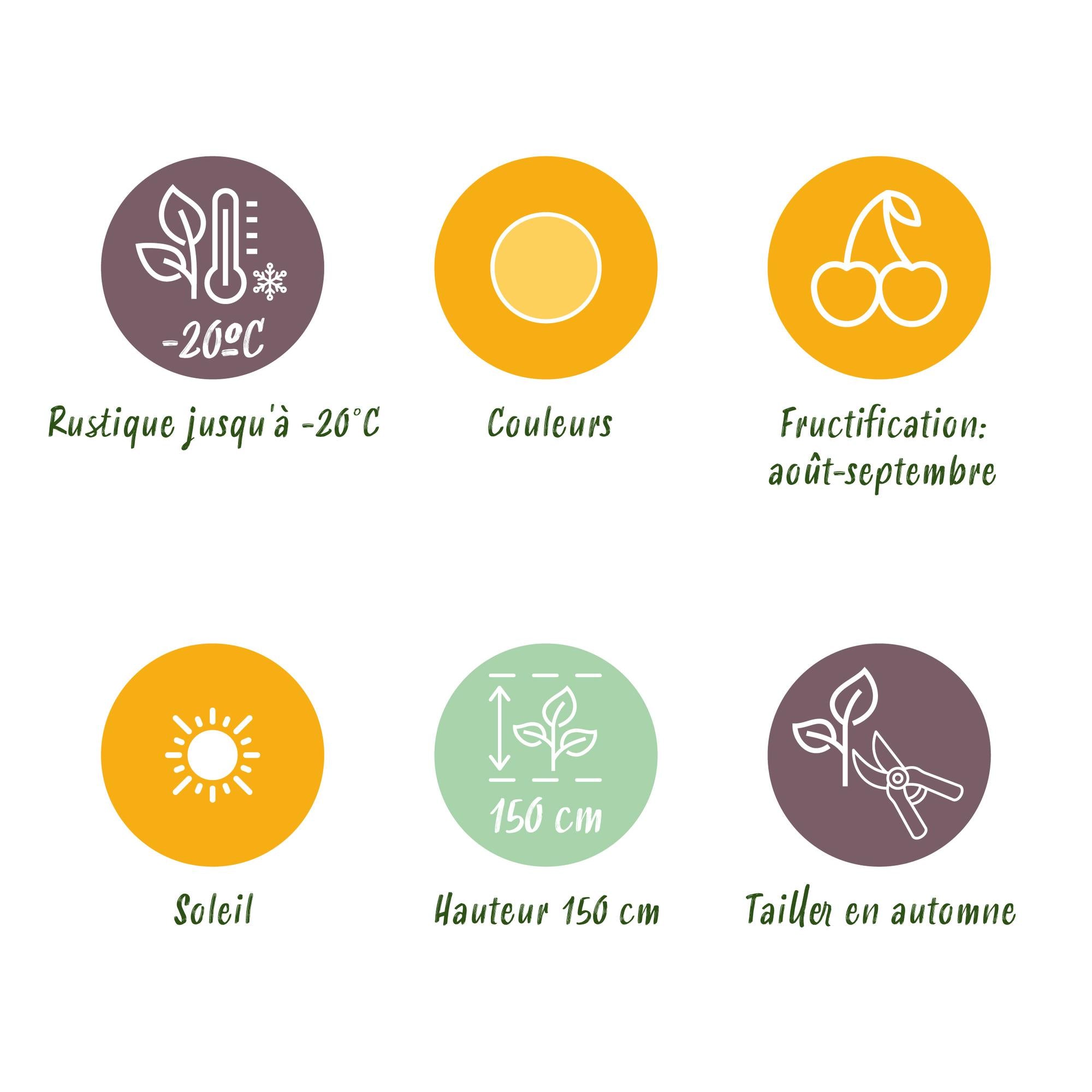 Green boutiQ - Fruitplanten - Framboos - Rubus idaeus Fallgold - Winterhard - 6 Planten - Pot 9 cm - Gele Framboos