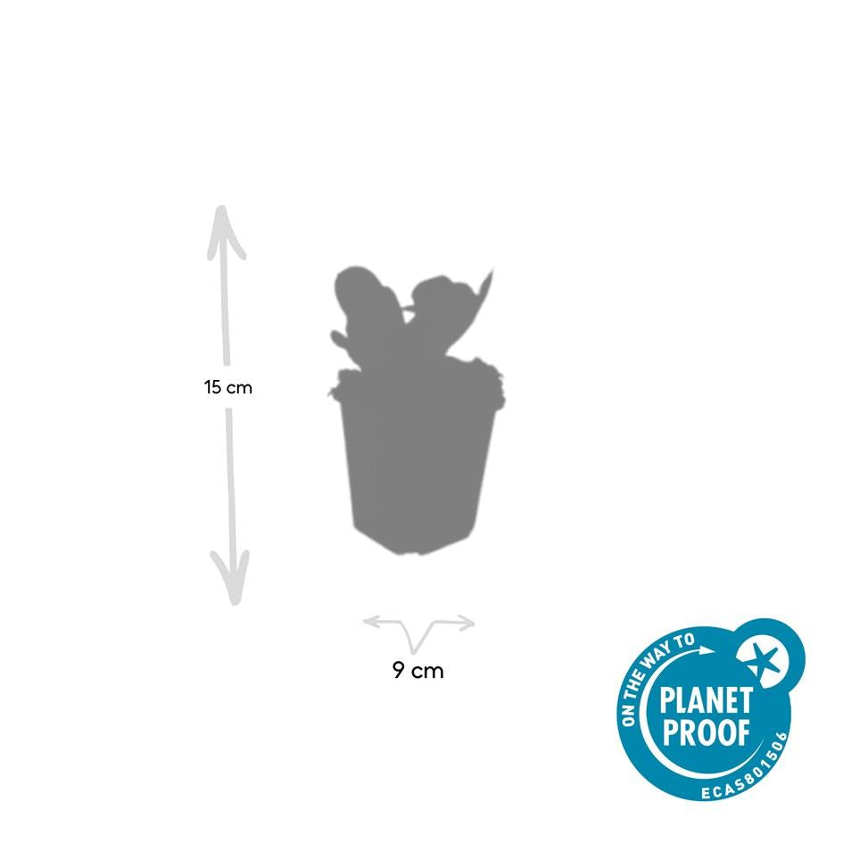 48x Bergenia cordifolia 'Herbstblüte'  - ↕10-25cm - Ø9cm