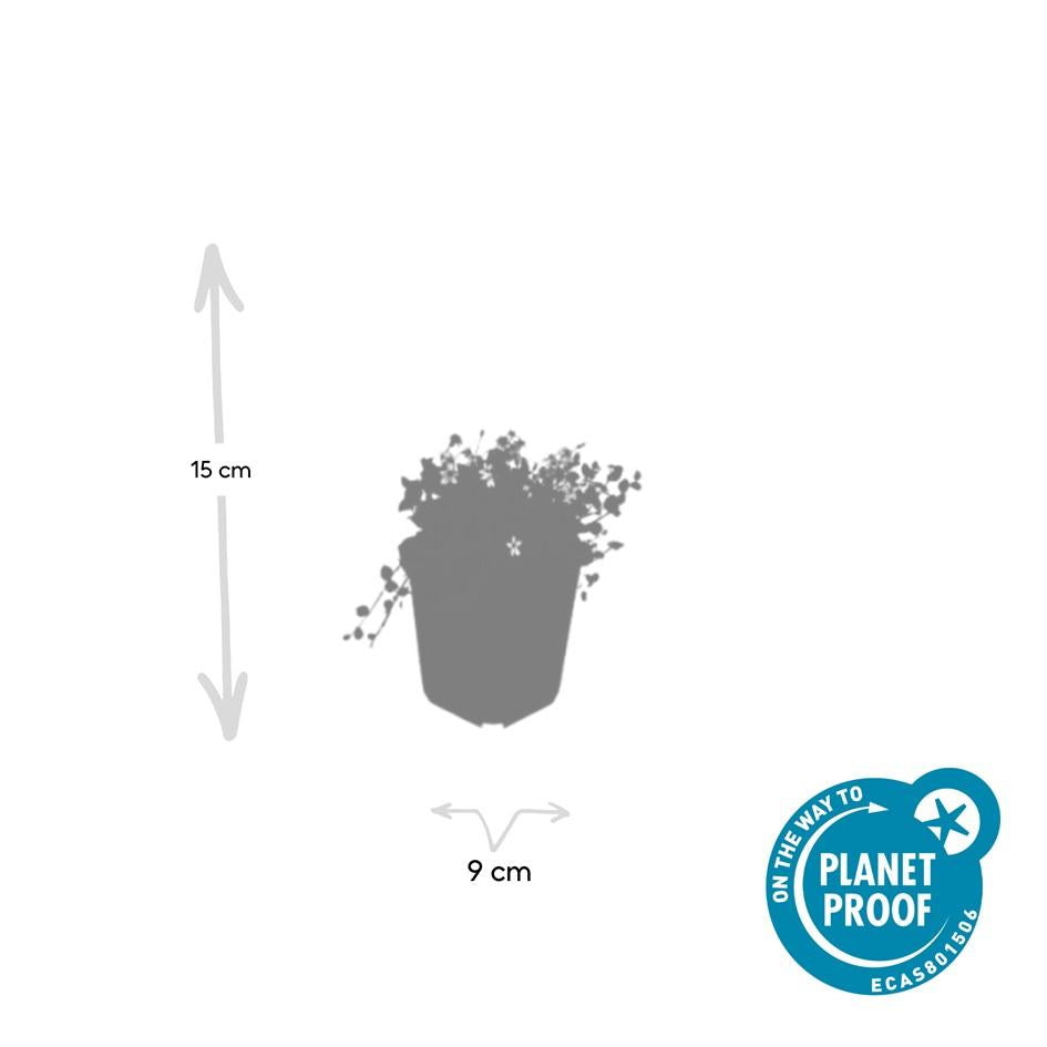 40x Isotoma fluviatilis 'Alba'- ↕10-25cm - Ø9cm