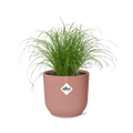 Cyperus Alternifolius Zumula in ELHO Vibes Fold 14cm roze
