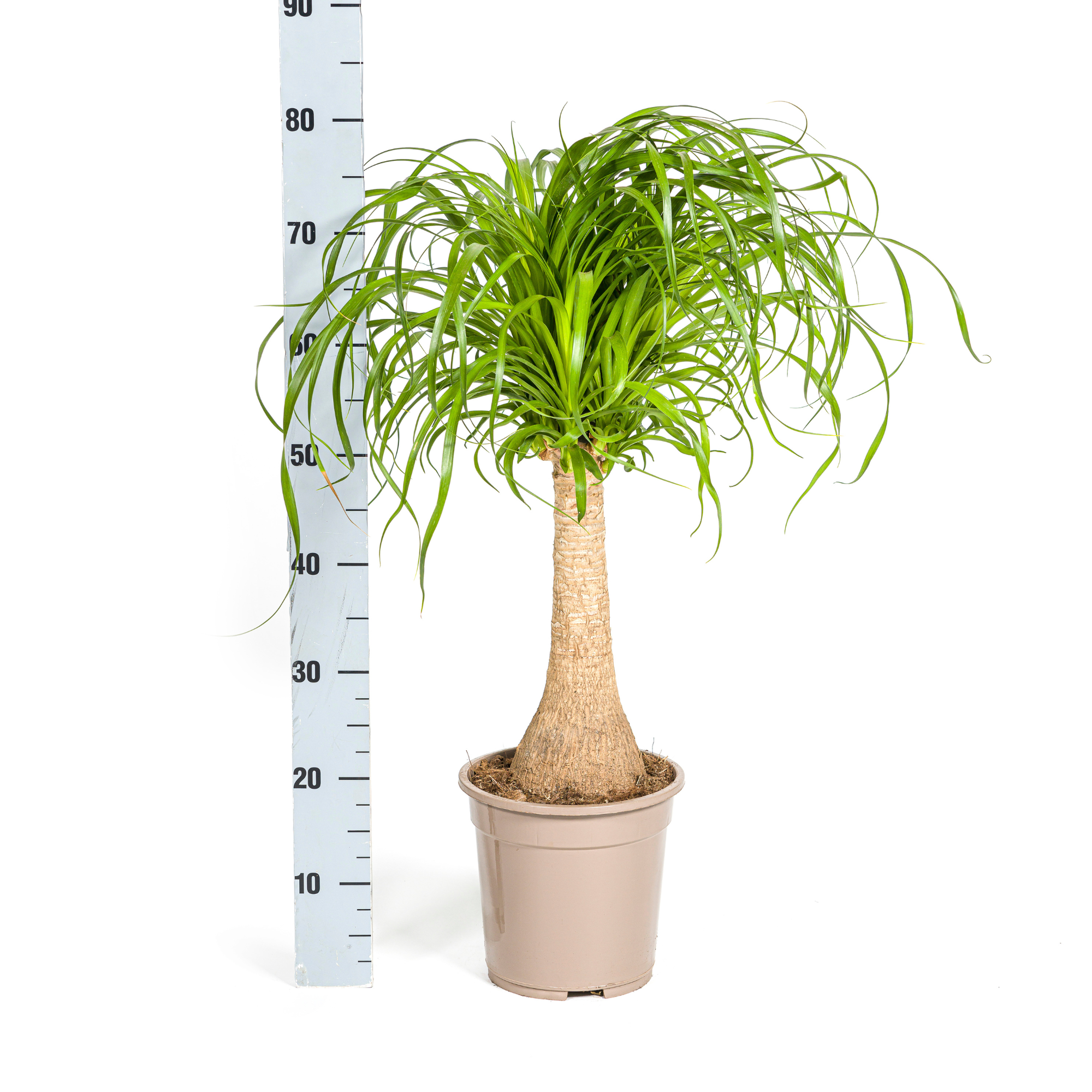 Beaucarnea Recurvata Stam met mand Ø21cm - ↕60 - 80cm