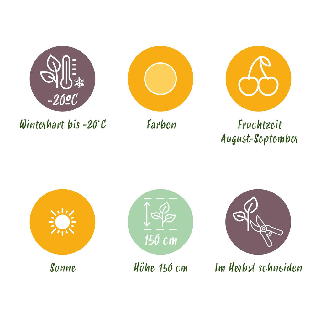 Green boutiQ - Fruitplanten - Framboos - Rubus idaeus Fallgold - Winterhard - 6 Planten - Pot 9 cm - Gele Framboos