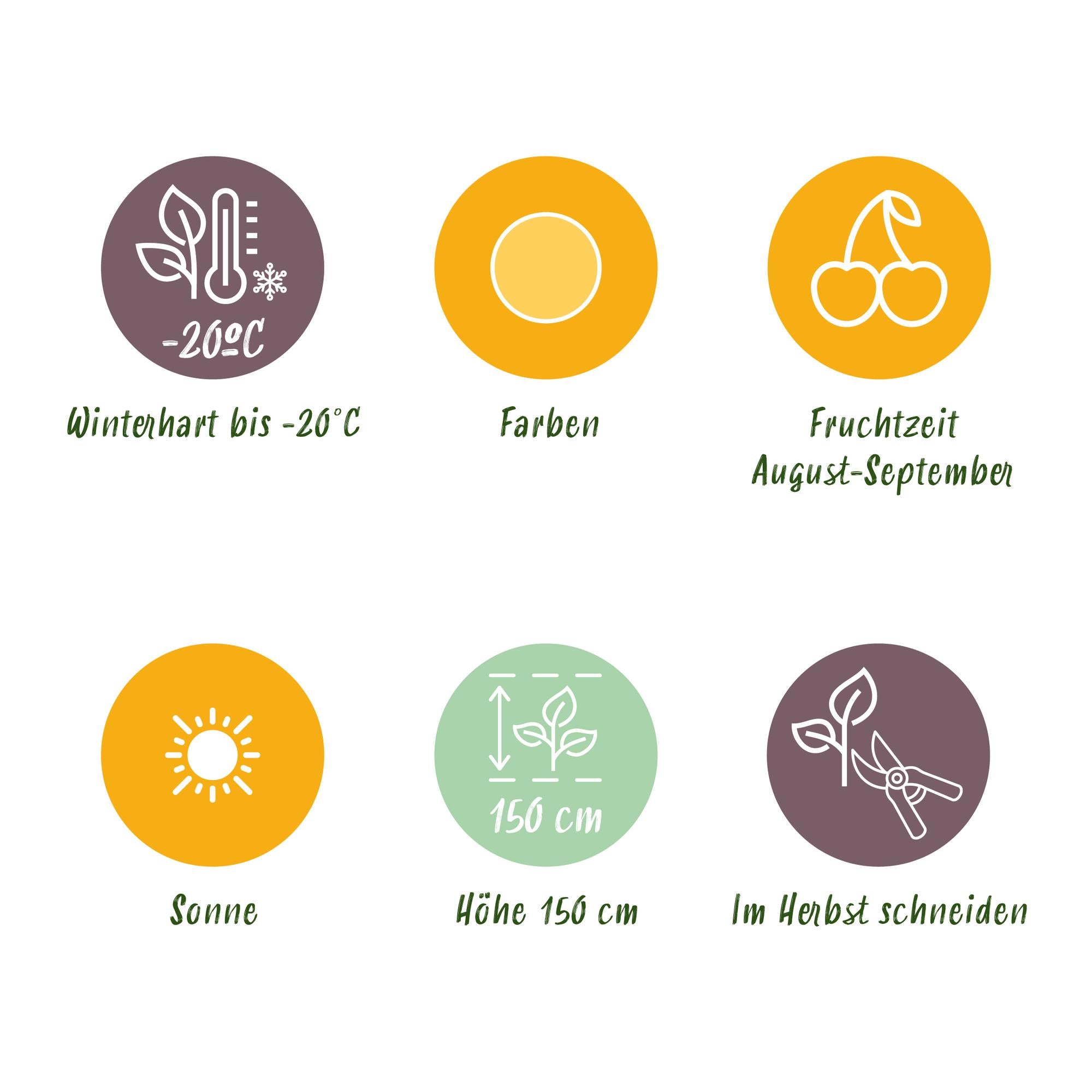 Green boutiQ - Fruitplanten - Framboos - Rubus idaeus Fallgold - Winterhard - 6 Planten - Pot 9 cm - Gele Framboos