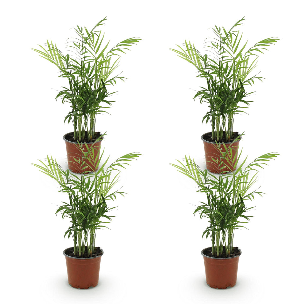 Green boutiQ - Kamerplant - Chamaedorea elegans - Goudpalm - Huisdiervriendelijk - Groen - 4 Planten - Pot 12cm - Hoogte 35-40cm