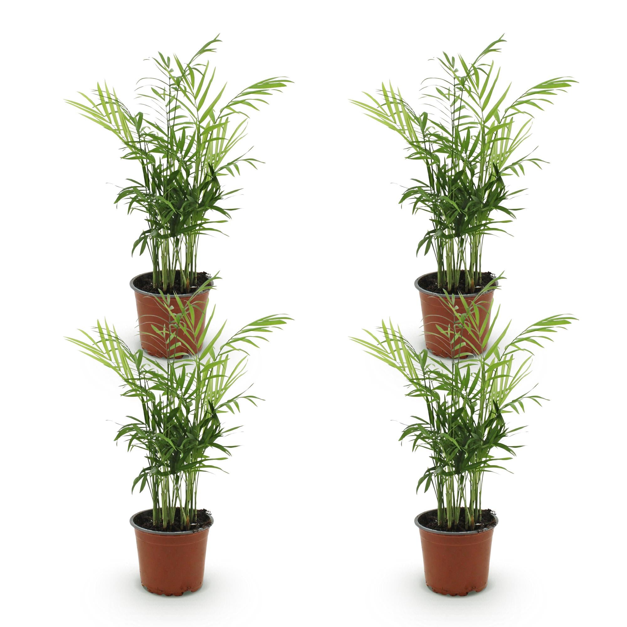 Green boutiQ - Kamerplant - Chamaedorea elegans - Goudpalm - Huisdiervriendelijk - Groen - 4 Planten - Pot 12cm - Hoogte 35-40cm