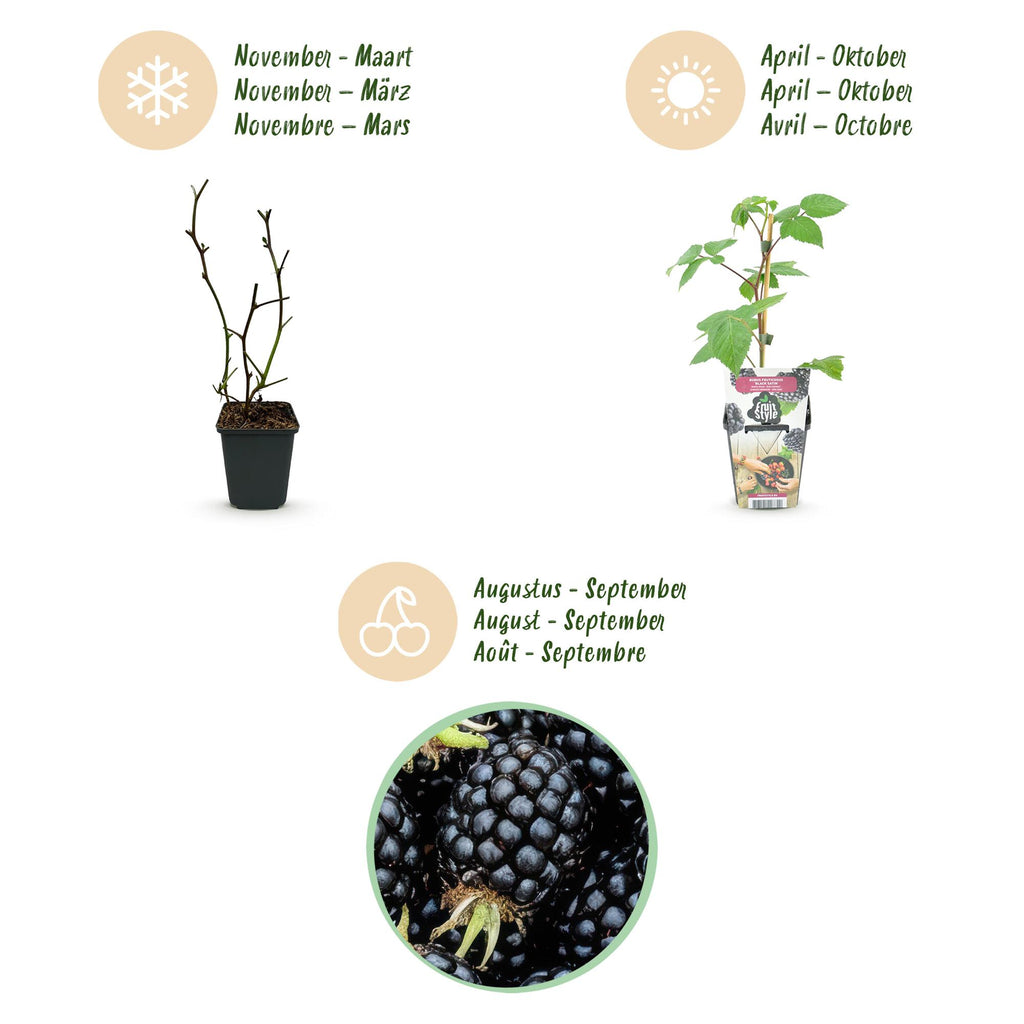 Green boutiQ - Fruitplanten - Braam - Rubus Black Satin - Winterhard - 6 Planten - Pot 9 cm - Zwarte Braam
