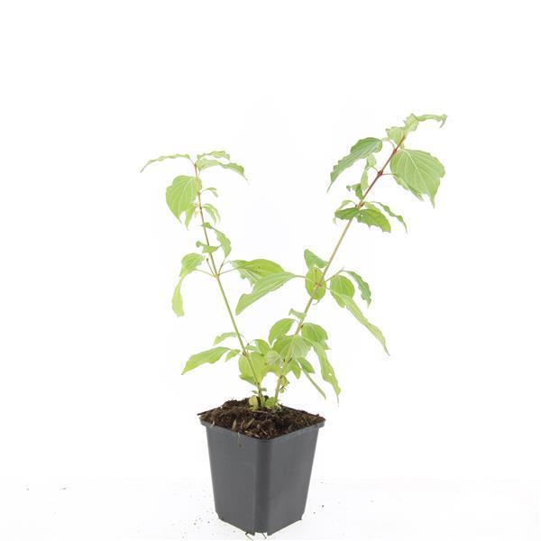 48x Cornus sang. 'Anny's Winter Orange' - ↕10-25cm - Ø9cm