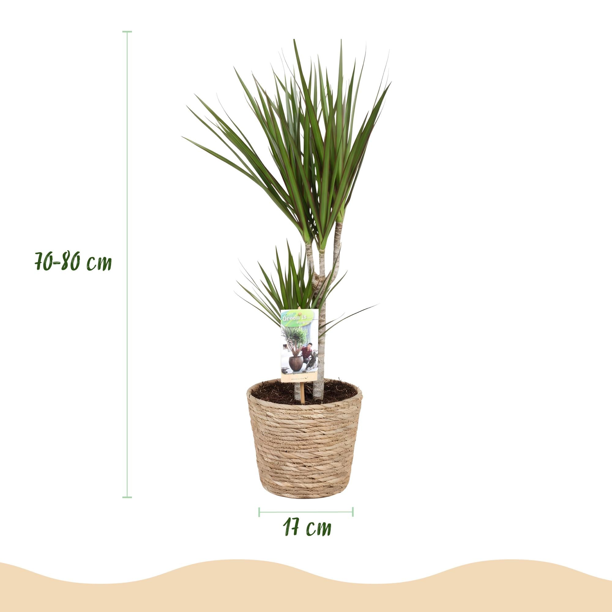 Green BoutiQ - Green is... Kamerplanten - Dracaena Marginata - Drakenbloedboom - Weinig onderhoud - met mand - Groen - 2 Planten - Pot 17cm - Hoogte 70-80cm