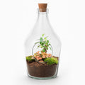 Open terrarium John - Bonsai & Ruby Lime  ↑ 30 cm