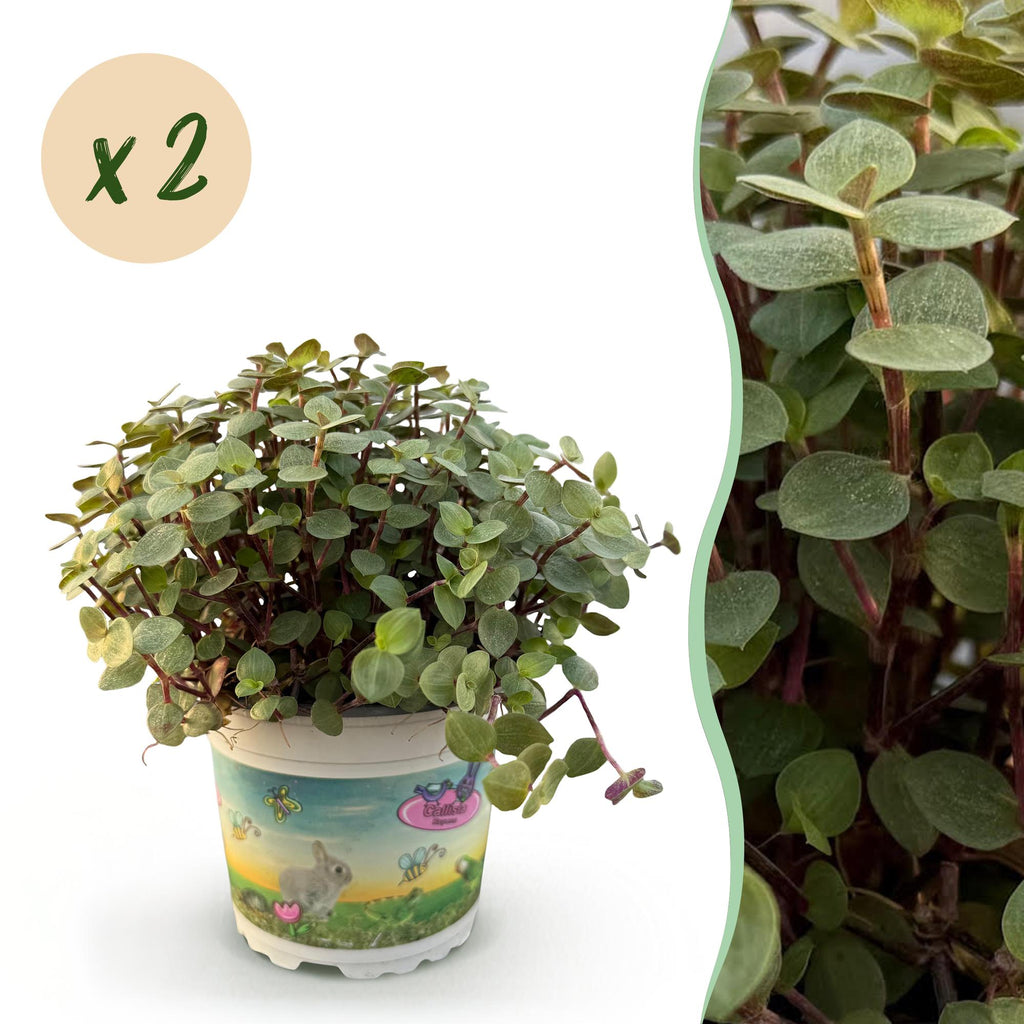 Green boutiQ - Kamerplant - Calissia repens - Kattengras - Huisdiervriendelijk - Groen - 2 Planten - Pot 12cm - Hoogte 17-20cm