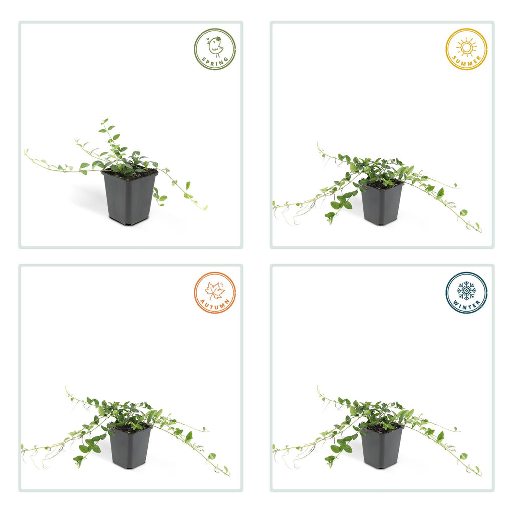 48x Vinca minor 'Alba' - ↕10-25cm - Ø9cm