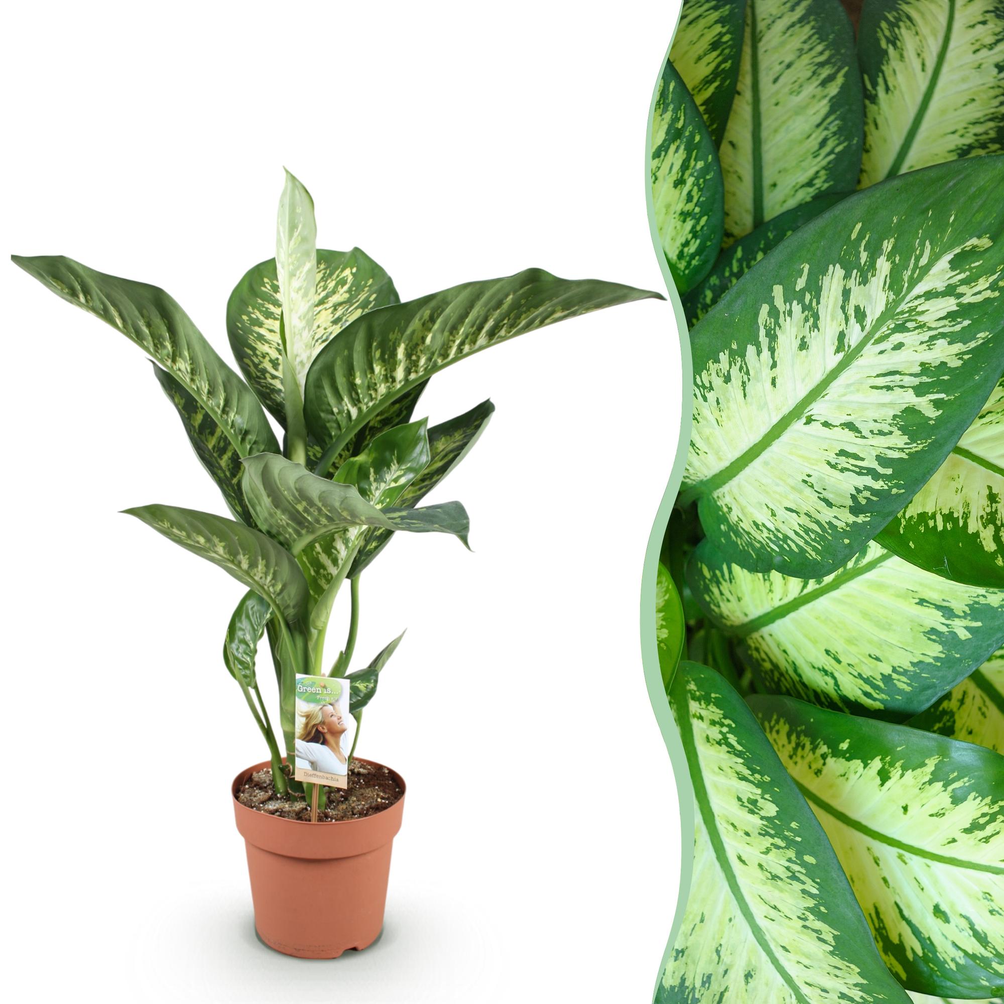 Green BoutiQ - Green is... Kamerplanten - Diefenbachia Tropic Snow - Dieffenbachia - Weinig onderhoud - Groen - 1 Plant - Pot 21cm - Hoogte 90-100cm