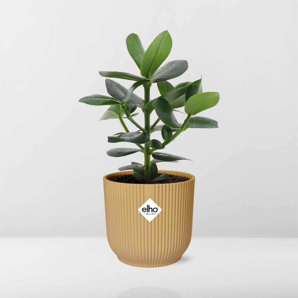 Clusia Princess in ELHO Vibes Fold 14cm geel