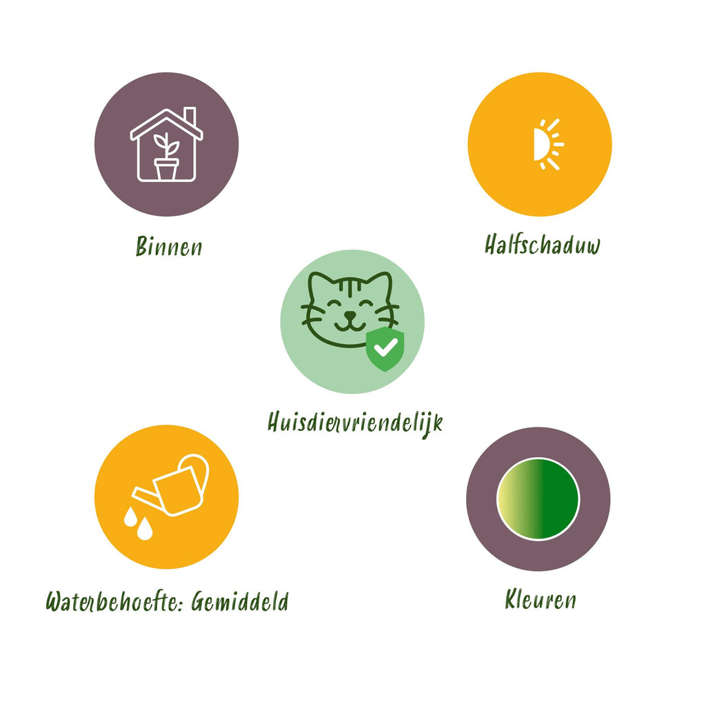 Green boutiQ - Kamerplant - Cyperus - Calissia - Chlorophytum - Mix van 3 - Huisdiervriendelijke Planten - Groen - 3 Planten - Pot 12cm - Hoogte 20cm