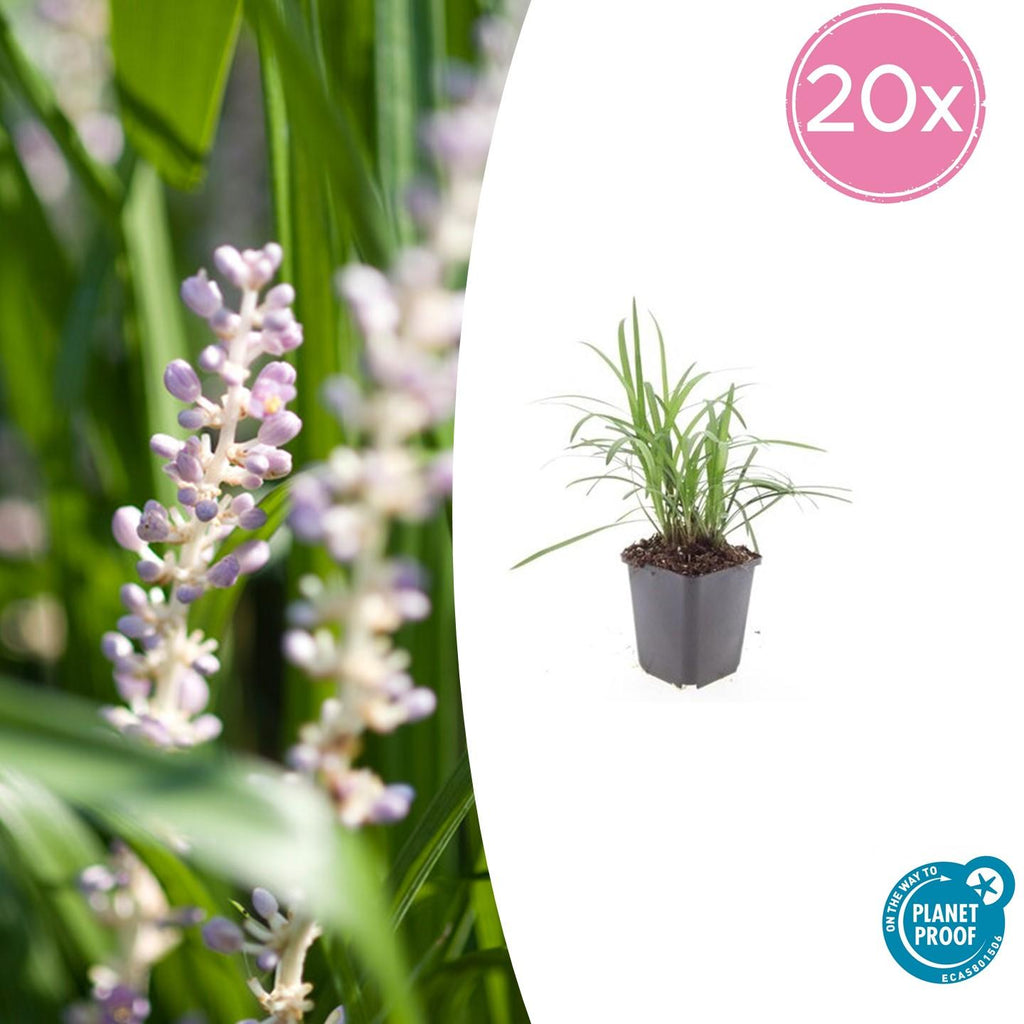 20x Liriope muscari 'Monroe White' - ↕10-25cm - Ø9cm