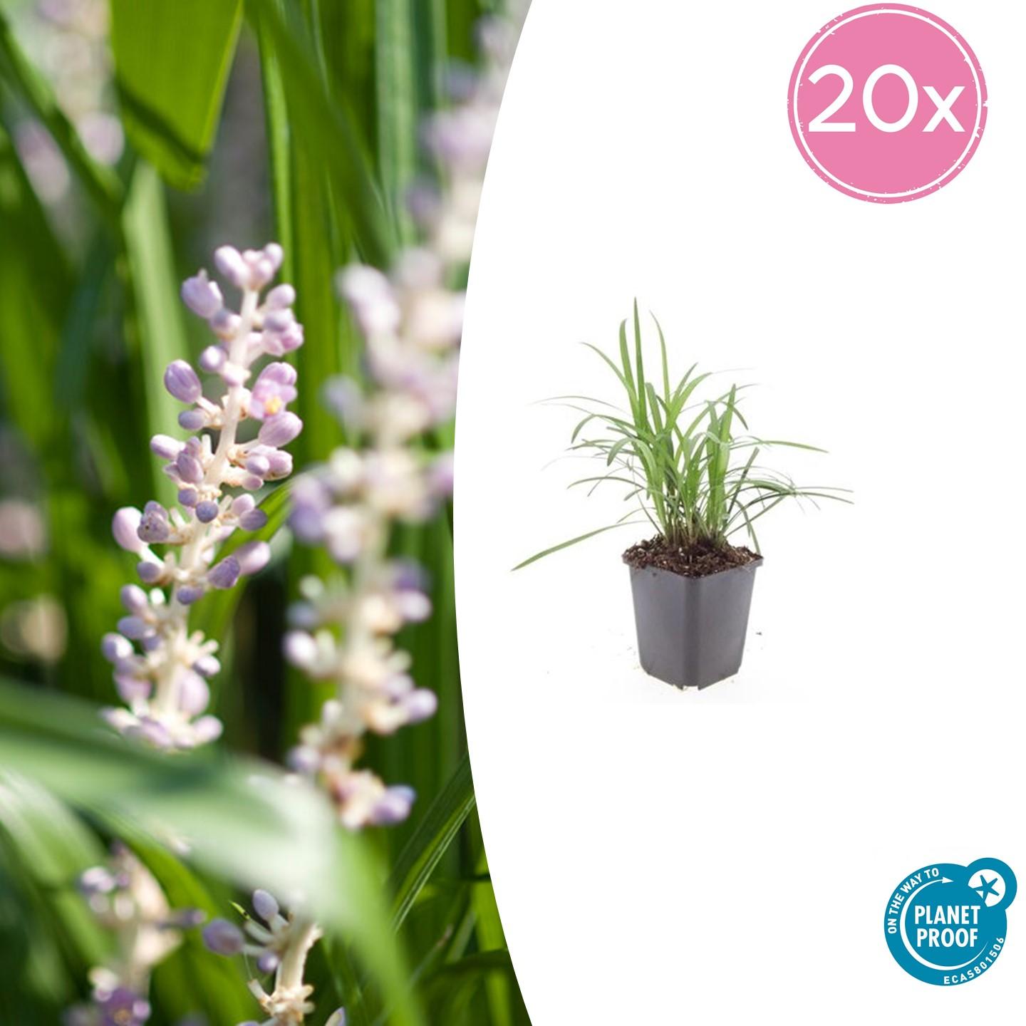20x Liriope muscari 'Monroe White' - ↕10-25cm - Ø9cm