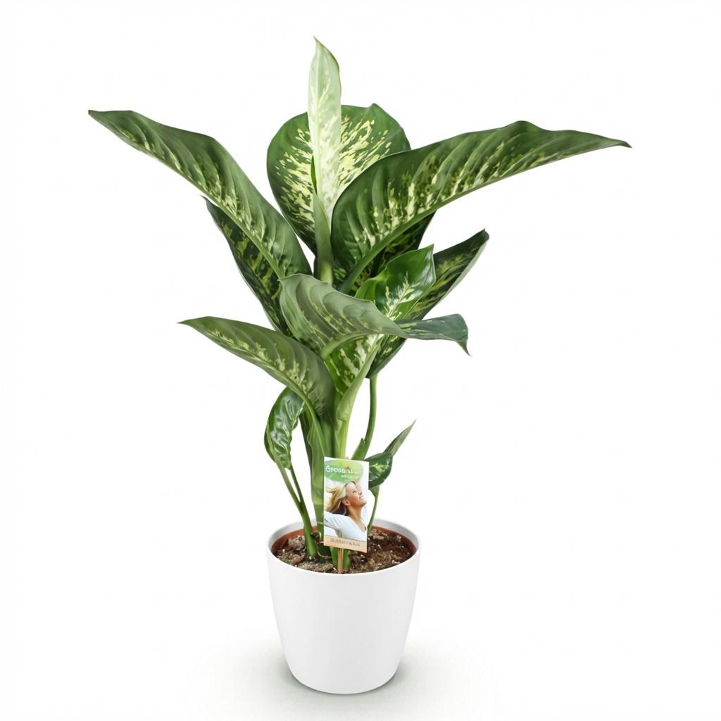 Green BoutiQ - Kamerplanten - Diefenbachia Tropic Snow - Dieffenbachia - Weinig onderhoud - Groen - 1 Plant - met Potter Wit - Pot 21cm - Hoogte 90-100cm